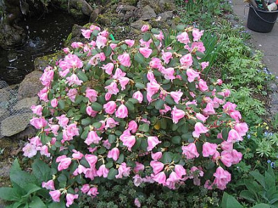 Rhododendron_williamsianum_fars_2007.jpg