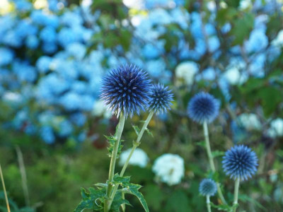 Echinops ritro P7010271.JPG