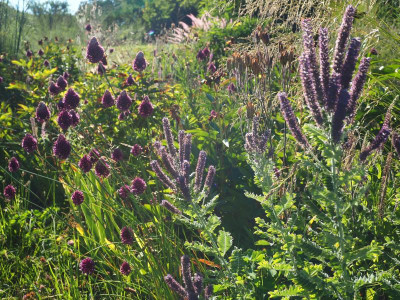 Amorpha canescens Allium sphaerocephalon P7010275.JPG