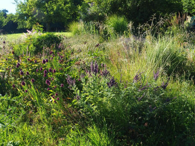 Amorpha canescens Eragrostis curvula  'Totnes Burgundy' P7010277.JPG