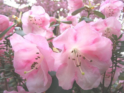Rhododendron_williamsianum_2_fars_2007.jpg