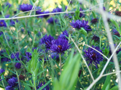 Aster Büchter Nacht P7010279.JPG