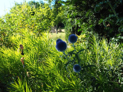Echinops bannaticus Amsonia Hubrichtii P7010281.JPG
