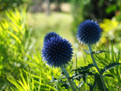 Echinops bannaticus P7010283.JPG