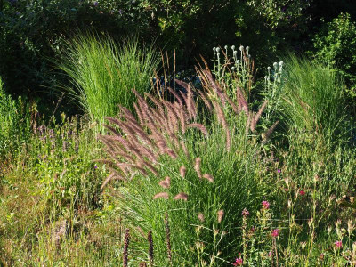 Pennisetum Karley Rose P7010286.JPG