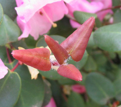 Rhododendron_williamsianum_3_fars_2007.jpg