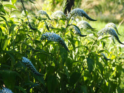 Lysimachia celthroides P7010293.JPG