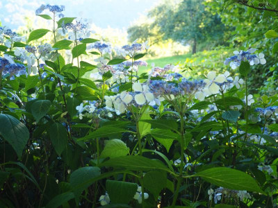 Hydrangea serrata P7010330.JPG
