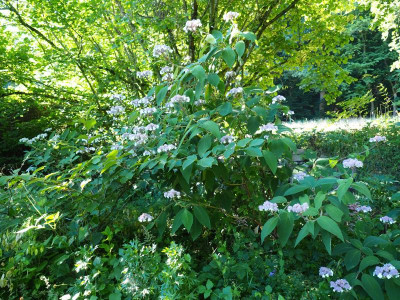 Hydrangea aspera 'Macrophylla' P7010326.JPG