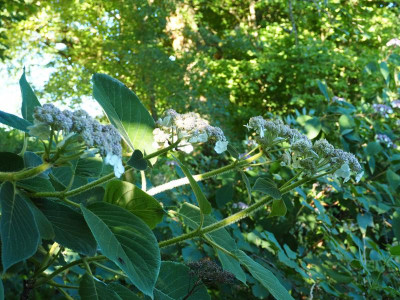 Hydrangea sargentiana [Speckhardt] P7010337.JPG