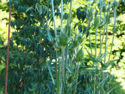Dipsacus laciniatus P7010331.JPG