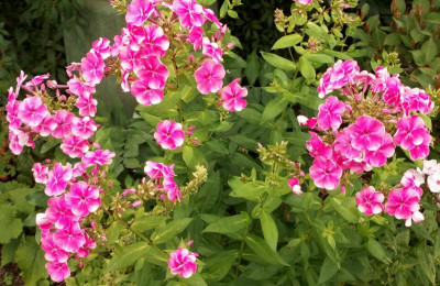 IMG_20180706_180109.jpg