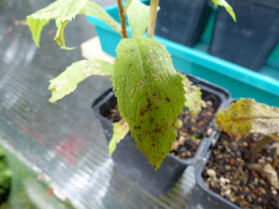 P1020491d.jpg