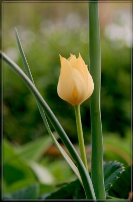 new_Wildtulpe_b2.jpg