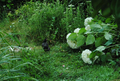 033.JPG
