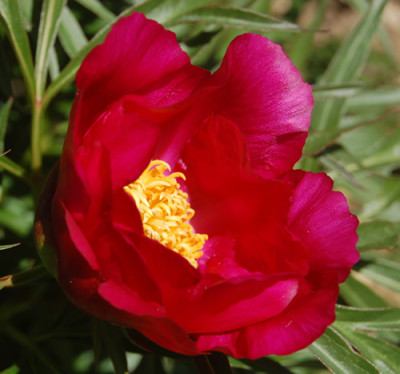 P._smouthii_erste_Blueten__R_1342.jpg