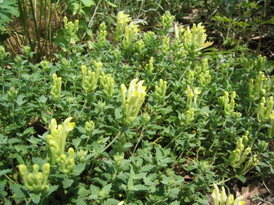 Scutellaria orientalis 20080601.JPG