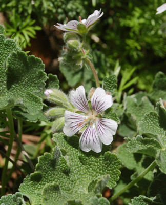 Kaukasus-Storchschnabel_G_1358_86.jpg