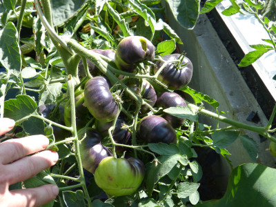 2018-07-06 Tomate 'Lucid Gem'.jpg