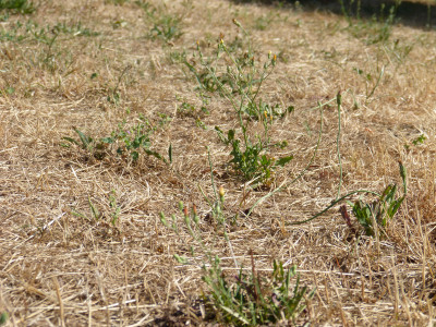 2018-07-06 Gartenimpressionen 3.jpg