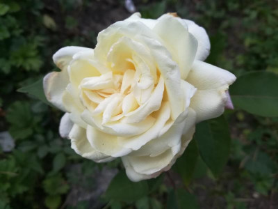 IMG_20180704_192343.jpg