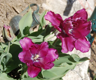 Papagei-Tulpe_Blue_Parrot_S2_1338_88.jpg