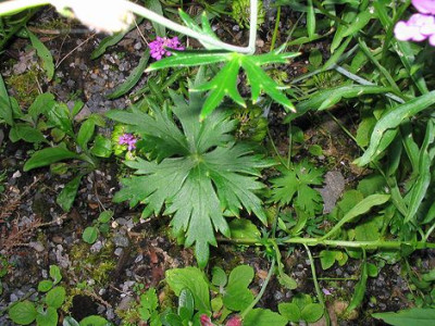 Blatt_des_unbekannten_Delphiniums.jpg