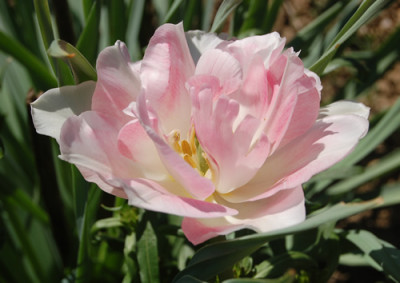 Tulpe_Angelique_S1_1345_95.jpg