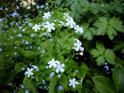 Brunnera_sibirica.jpg