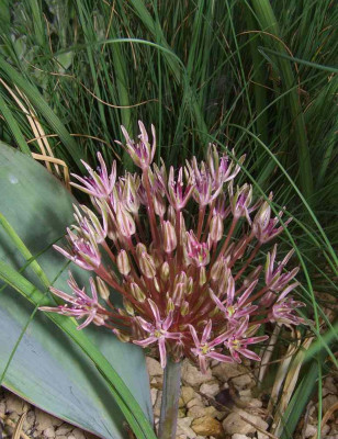 Allium_nevskianum.jpg