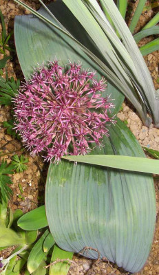 Allium_karataviense_ssp.jpg