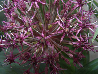 Allium_kataviense_ssp._Detail.jpg