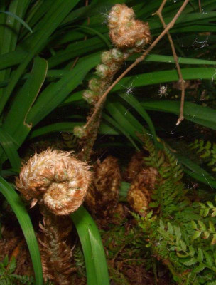 Polystichum_setiferum_Austrieb_1.jpg