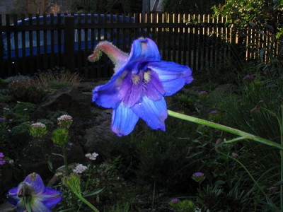 Blute_des_unbekannten_Delphiniums.jpg