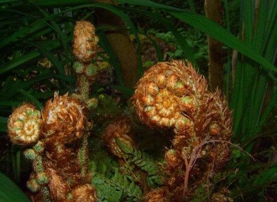 Polystichum_setiferum_Austrieb_2.jpg