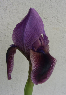 Iris_Orion_2.jpg