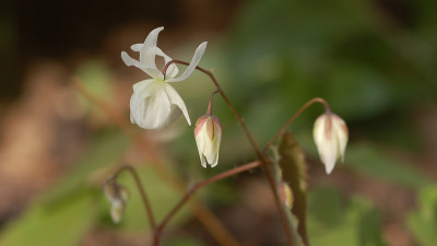 Epimedium-Niveum.jpg