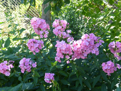 2018-07-07 Phlox 'Bornimer Nachsommer' 1.jpg