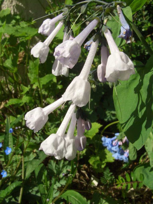 Mertensia_virginica_07-01.jpg