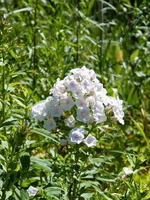 2018-07-07 Phlox 'Oma's Jugendzeit' 1.jpg
