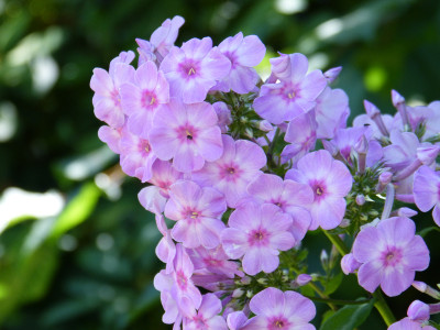 2018-07-07 Phlox 'Henki' 4.jpg