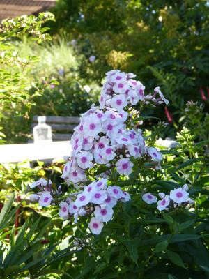 2018-07-07 Gartenimpressionen 1.jpg