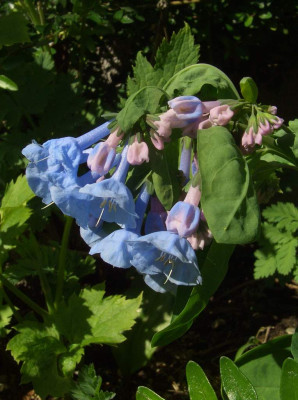 Mertensia_virginica_07-02.jpg