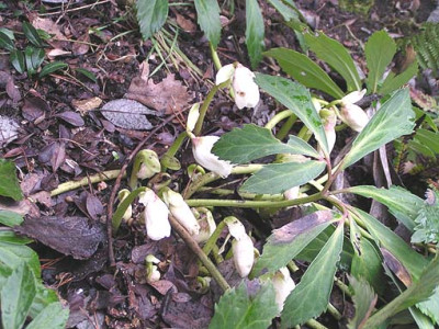 helleborus_niger_habitus.jpg