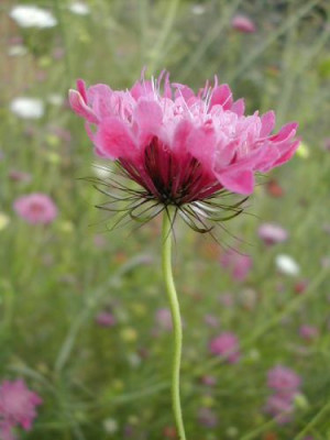 Blume_Phoenix_Nursery.jpg