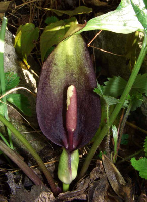Arum_maculatum_07.jpg