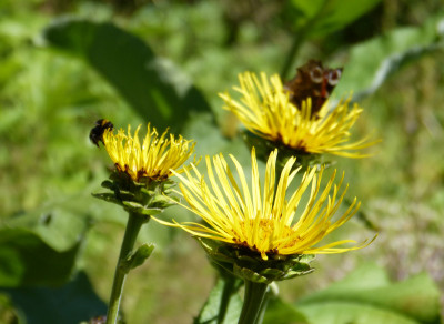 2018-07-07 Gartenimpressionen 5.jpg