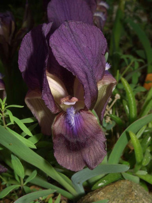 Iris_nameless_dwarf_II.jpg
