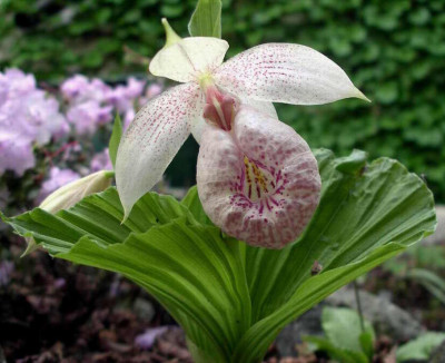 Cypripedium_formosanum_2007-04-18.JPG