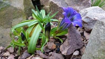 Gentiana georgei.jpg